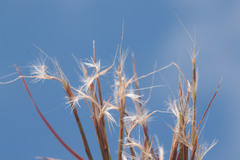 Schizachyrium condensatum