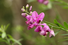 Polygala virgata