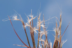Schizachyrium condensatum