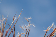 Schizachyrium condensatum