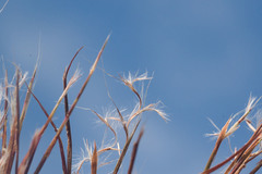 Schizachyrium condensatum