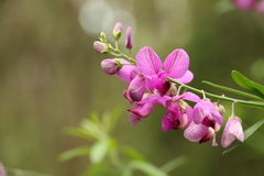 Polygala virgata