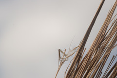 Andropogon bicornis