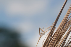 Andropogon bicornis