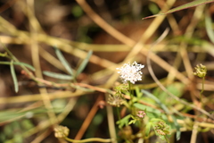 Trachymene procumbens