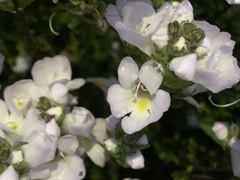 Euphrasia collina diversicolor
