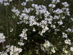 Euphrasia collina diversicolor