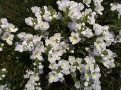Euphrasia collina diversicolor
