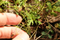 Trachymene procumbens
