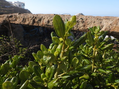 Coprosma repens