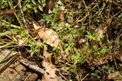 Trachymene procumbens