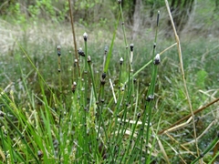 Equisetum variegatum