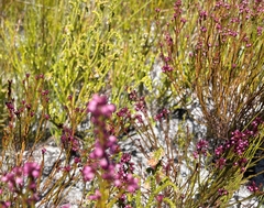 Erica rhopalantha