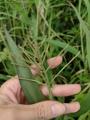 Paspalum paniculatum