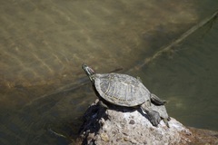 Trachemys scripta elegans