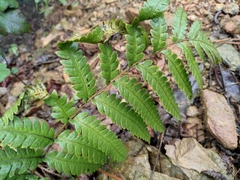 Woodwardia japonica