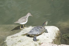 Trachemys scripta elegans