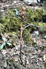 Corallorhiza striata