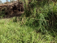 Themeda villosa