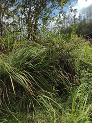 Themeda villosa