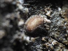 Polyxenus lagurus