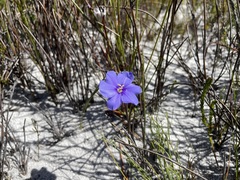 Aristea oligocephala