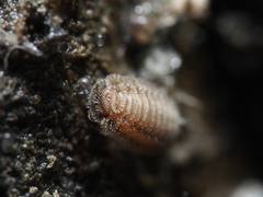 Polyxenus lagurus