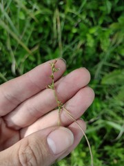 Scleria testacea
