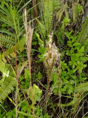 Schizachyrium condensatum