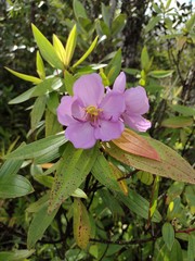 Melastoma septemnervium