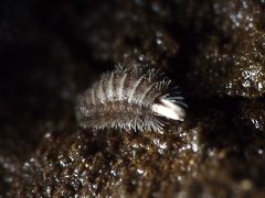 Polyxenus lagurus