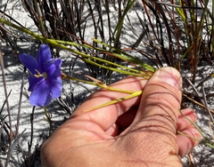 Aristea oligocephala