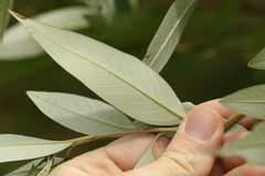 Pomaderris argyrophylla