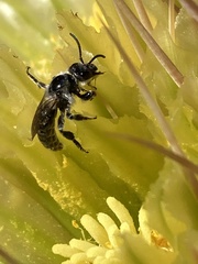 Dufourea echinocacti