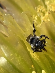 Dufourea echinocacti