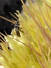 Dufourea echinocacti