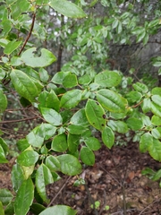 Rhododendron ovatum