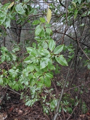 Rhododendron ovatum