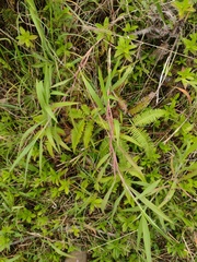 Ischaemum polystachyum