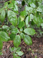 Rhododendron ovatum