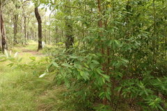 Pomaderris argyrophylla