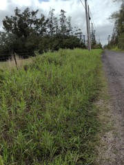 Ischaemum polystachyum