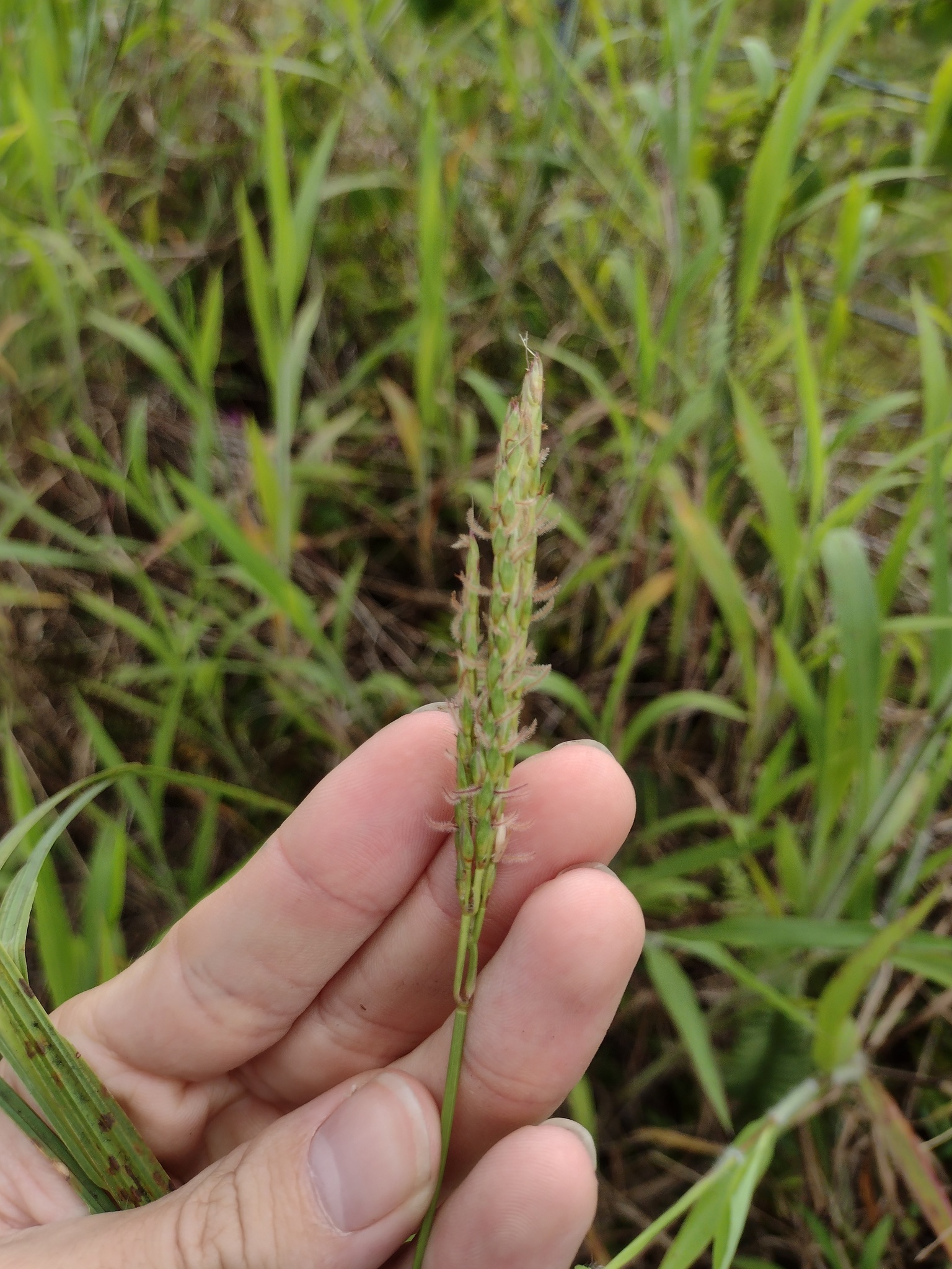 (c) Kevin Faccenda, certains droits réservés (CC BY) https://www.inaturalist.org/observations/108416343