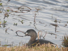 Podilymbus podiceps