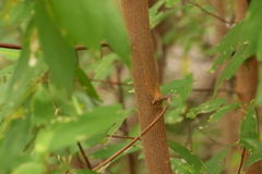 Pomaderris argyrophylla