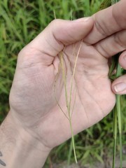 Digitaria violascens