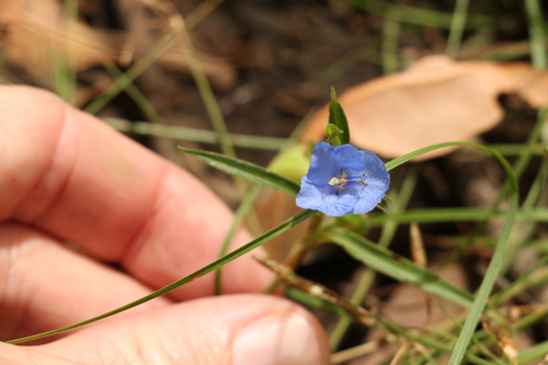 Commelina lanceolata (Commelina lanceolata)
