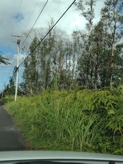 Themeda villosa
