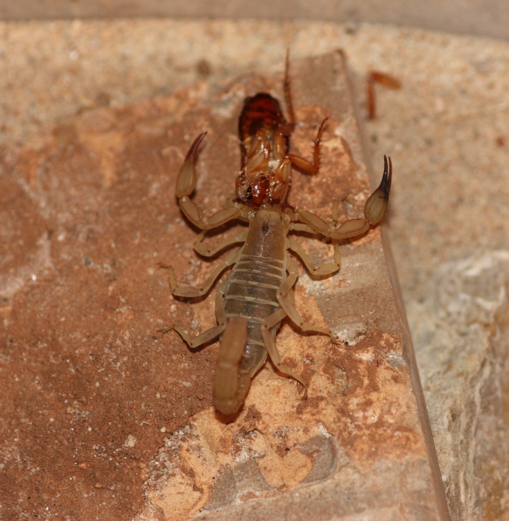 Russell's Scorpion