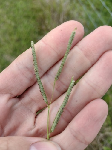 Kodo millet (Paspalum scrobiculatum)
